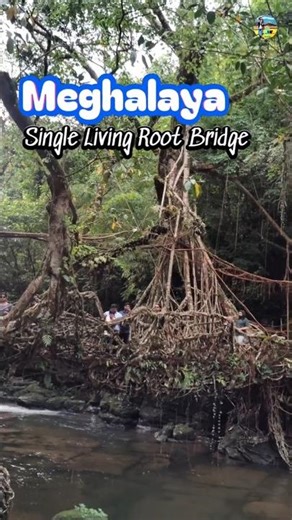 Single Living Root Bridge | Meghalaya #northeastindia
