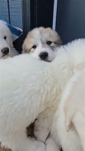 Great Pyrenees Puppies ❤️ Alaska ❤️ 7 Weeks Old #puppy #cute #dog #happy #animals #pets #baby #love