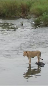 Huge Crocodile Attacks Male Lion 😱 #CrocodileAttack #WildlifeEncounter #NatureDrama #LionVsCrocodile #AnimalKingdom #ShockingNature #RiverCrossing #NatureDocumentary #WildlifeAdventure #CrocodileVsLion | Ruby Life
