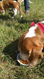 Pie Eating Contest tomorrow at 11:30 am! Who will win this year? Join us at the Ramble at Frying Pan Park in Herndon, VA. Registration opens at 9:30 am and activities begin at 10:00 am. | BROOD Basset Rescue of Old Dominion