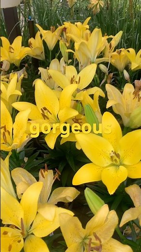 LA Summer Sun Asiatic Lily -Lowe’s May Garden Center Tour Walkthrough