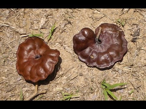 Parota tree, elephant ear, huanacaxtle, guanacaste, corotú, ear pine nut, carocaro,