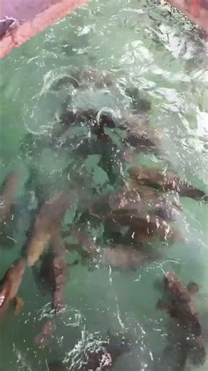Feeding Time for Giant Groupers, This Is How Groupers Eat