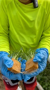 77K views · 15K reactions |  Aquí se define el éxito del cilantro hidropónico. El trasplante es la base: hacerlo bien desde el principio marca la diferencia en el crecimiento. Así es como lo hacemos aquí. - - - - #fincamontealto #HechoEnPuertoRico #CilantroHidropónico #Hidroponía #AgriculturaModerna DelCampoATuMesa | Fincamontealto | Facebook