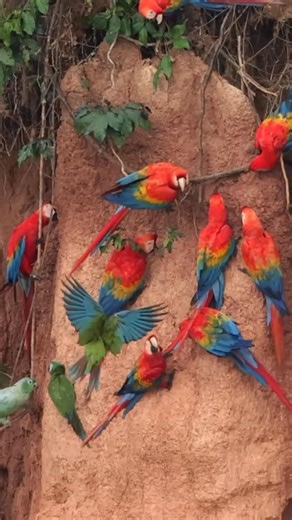 Macaws — Majestic Colors of the Tropics