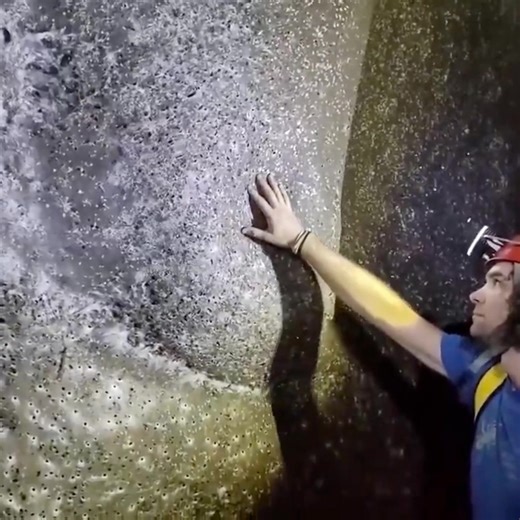 A sulfur cave on the Albania-Greece border yielded the largest spider web, 106 square meters. Over 110,000 spiders from two opposing species live in this web. #education #islamic #islam #spider | Islamic History of Sociology and Science