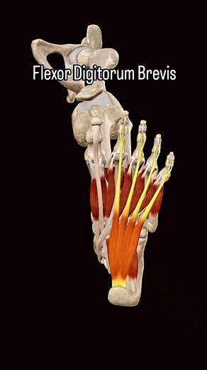 NTsportstherapy on Instagram: "The Flexor Digitorum Brevis (FDB) is a muscle located in the sole of the foot. It plays a crucial role in the movement and support of the foot. Origin: The FDB originates from the medial process of the calcaneal tuberosity and the plantar aponeurosis. Insertion: It splits into four tendons, each inserting into the middle phalanges of the second to fifth toes. Innervation: The muscle is innervated by the medial plantar nerve, a branch of the tibial nerve. Action: Fl
