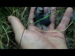 Super Hidden Tiny Wild Newborn Baby Bunnies -- Happy Fun Stupid Family Time!