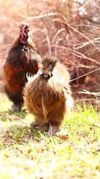 Spring chickens 💖 the whole world got painted by the rain 🎶