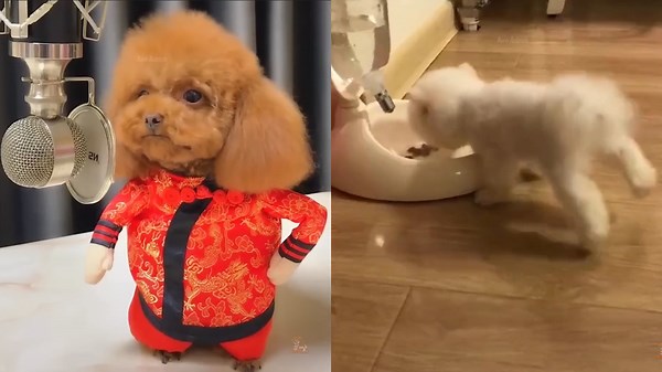 Funny Dog: Epic Dog Adventures That Will Leave You in Stitches! 🐶🎉