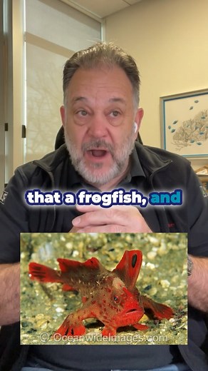 Updated List Of Endangered Fish Sturgeon fish, ancient and prized...