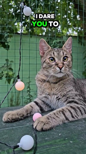 What's your fake name? 🙀🐈‍⬛ #cat #shorts #fyp #cutecat #funny #viral