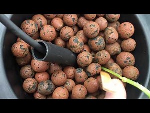 Hydroponic greenhouse conversion with NFT rails and Dutch Bucket System