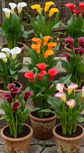 Calla Lily | Garden Grace