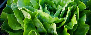 Can Guinea Pigs Eat Lettuce? Types, Nutrition & Feeding Guide