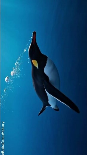 Emperor Penguin — Survivor of Antarctica | Wildlife Documentary