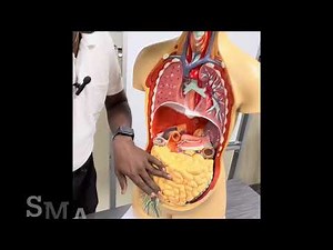 Thoracic and Abdominal Organs (தொராசிக் மற்றும் அப்டோமினல் பகுதிகளில் உள்ள உறுப்புகள்)