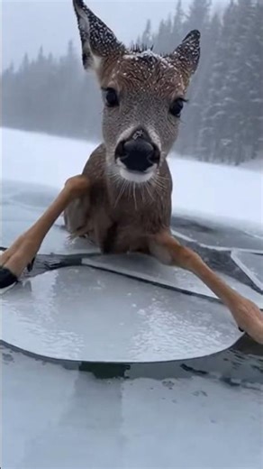 Incredible Ice Rescue! Brave Team Saves Deer from Frozen Lake ❄️🦌
