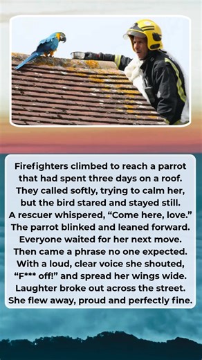 Watermelon Sugar on Reels