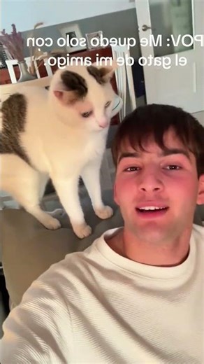 Cat.exe Has Stopped Working 💀 #cat #funny #pets #petsunited #funnycats #funnyanimals