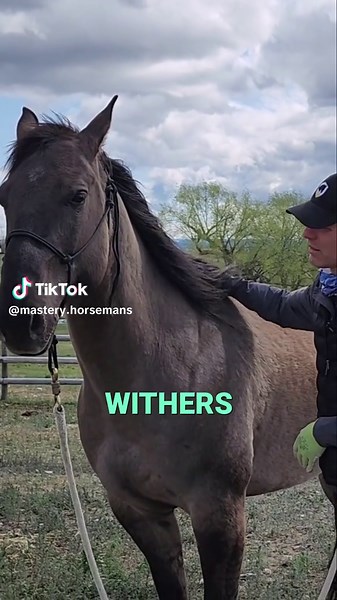 Discover Natural Itchy Spots on Horses for Better Care