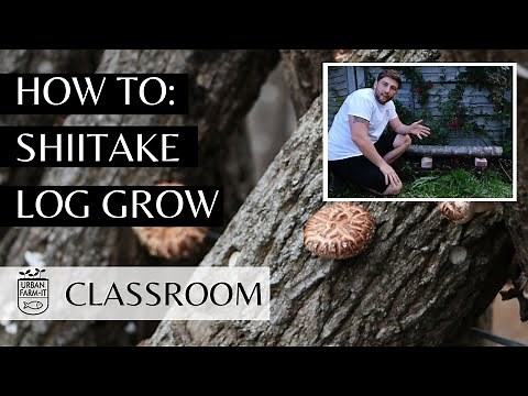 How To Grow Mushrooms From Logs (Easy Guide) | Urban Farm-It's Classroom