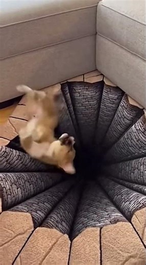 Puppy tumbles onto illusion carpet in dramatic fall 🐶😲🛋