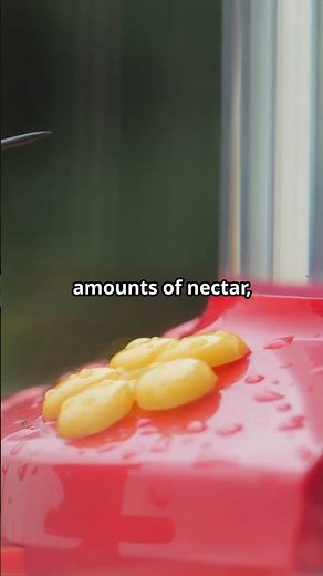 Hummingbirds' Heartbeat Is Faster Than You Can Imagine!