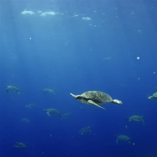 5.5K views · 447 reactions | Turtle Odyssey explores the unique lifecycle of an Australian green sea turtle named Bunji and her incredible journey across the open ocean. Now streaming on DocPlay. Narrated by Russel Crowe. | DocPlay | Facebook