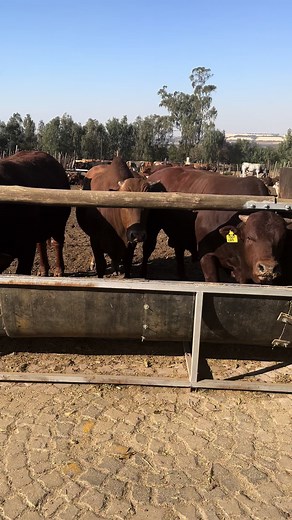 Ultimate Guide to Cattle Feedlot Farming: Tips and Tricks for Successful Livestock Management