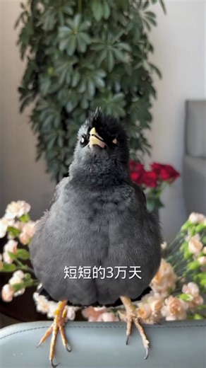 12K views · 382 reactions | OMG! Birds can singing ✨ #commonhillmyna #talkingbird #birdsarefine #birdsbecometheessence #birdsspeak #animals #birding #animal #love #pet #會說話的鳥 #birdsofinstagram #reelsfb #breakbird #singbird #birds #birdssotalented | Daily Birds | Facebook