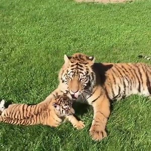 Impressive Animals on Reels