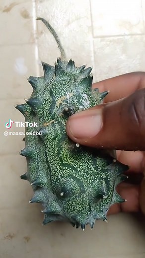 Massa SEIDOU sur TikTok