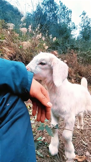 Cute #tiktok #foryou #pet #sheep #cute #lovely