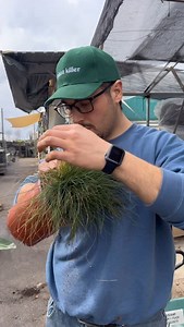 La Festuca glauca deve essere pettinata 🪮 🤚🏼 Ti piacerebbe una composizione come questa per il tuo outdoor? Vuoi scoprire i nomi delle piante utilizzate? 😏 #piante #plantas #plants #gardening #giardinaggio #strelitzia #giardino #violetflower #redflowers | Simegarden