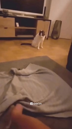 WWE cat John Cena | OnlyCats