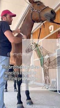 Fixing a Stiff Shoulder (Through the Head?!) 🤯 #shorts #horse