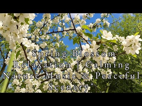 "Spring Blossom Relaxation | Calming Nature Music & Peaceful Scenery"