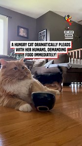 Cat is trying to notify parents of her dying need for food! | The Macaw