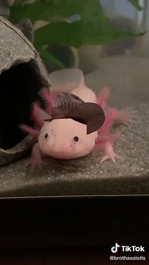 Adorable Axolotl Compilation | Funny and Cute Moments