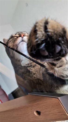 31K views · 2.6K reactions | Glass table furrever  Happy Caturday  #cat #reels #asmr #funnycat #viral | Misti Koh | Facebook