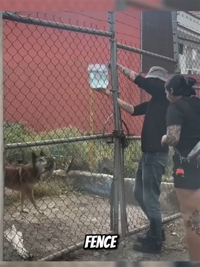 There's still hope for humanity 😌 #viral #dogs #pets #animals #dog | Pet Dog