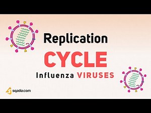 Influenza Viruses | Replication Cycle