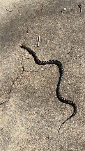 Did you get it right? #snakes #nature #wildlife