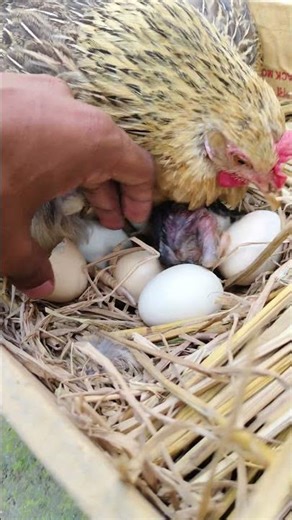 Chicken Egg Hatching for Beginners Start to Finish in 21 Days