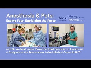 Anesthesia & Pets — Easing Fear, Explaining the Facts