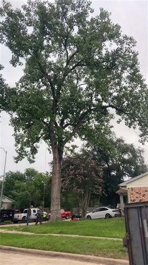 Tree Removal Services in Cypress, TX