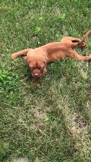 This beautiful, 6 week old Dogue de Bordeaux puppy was put in a cardboard box and left on a strangers porch.The puppy could not walk, he just laid on his tummy. The person that found him believed he had swimmers syndrome and had his legs hobbled. When hobbled one of his front legs would swell and he would try to chew the tape off. When we were given pictures of the puppy we thought maybe there was something in addition to swimmers but no worries we will get this guy the vet care he needs to have