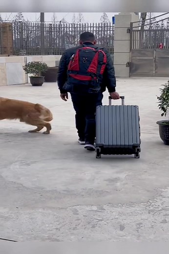 106K views · 5.4K reactions | The bad old man is going to run away from home again, since Maomao has brought a treasure to the old man | DOG LOVER | Facebook