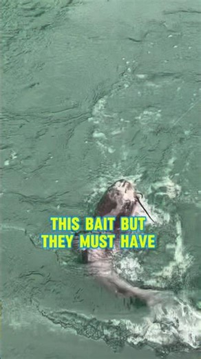 THIS Bait Should NOT Work But DOES! 💯 #shorts #fishing
